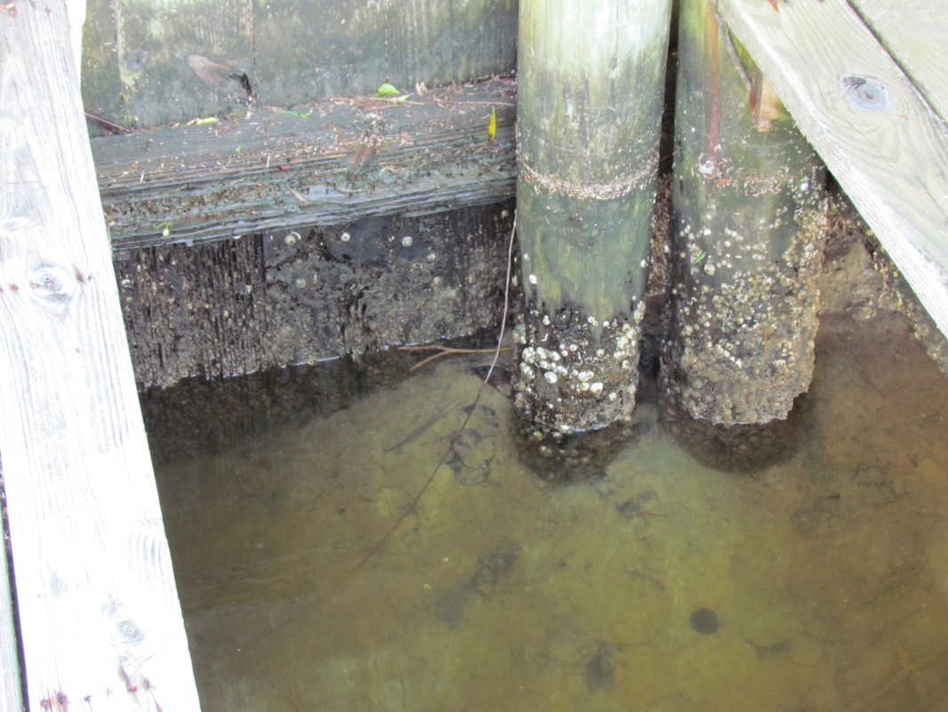 Dock Cross Brace Protection