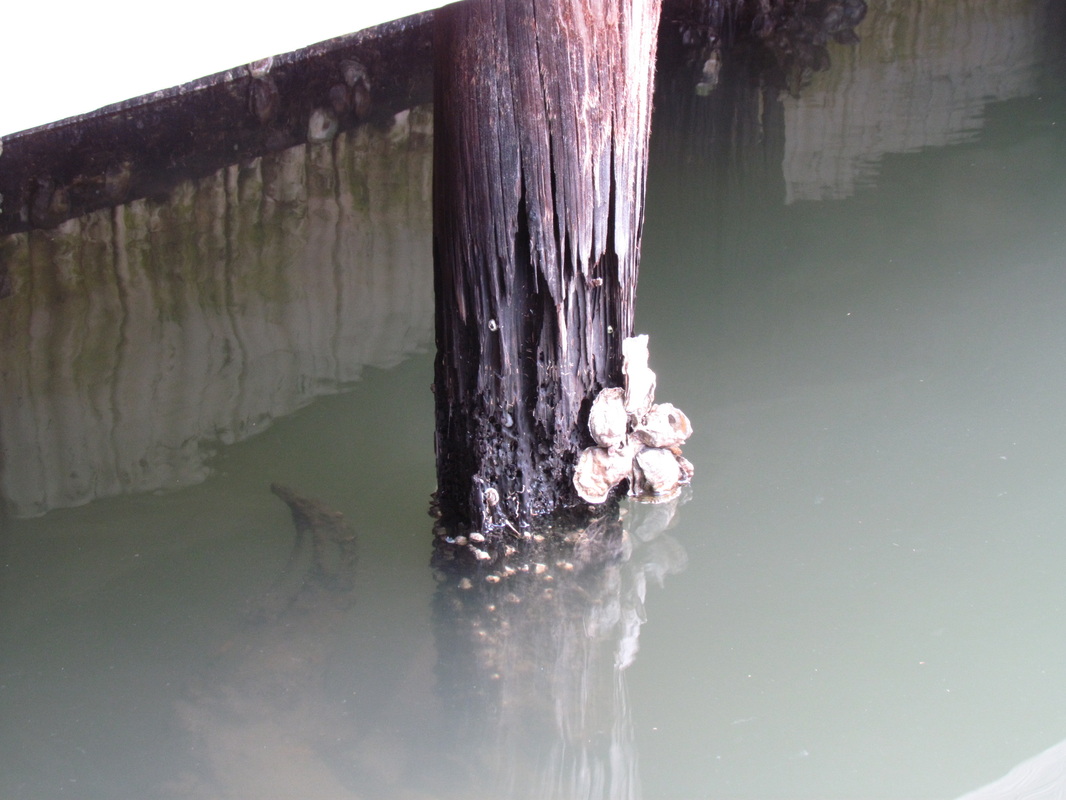 Deep South Marine Restoration project 13 — dock piling repair and restoration