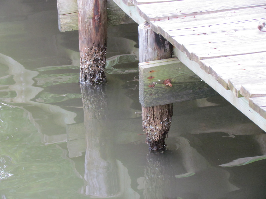 Deep South Marine Restoration project 18 — dock piling repair and restoration