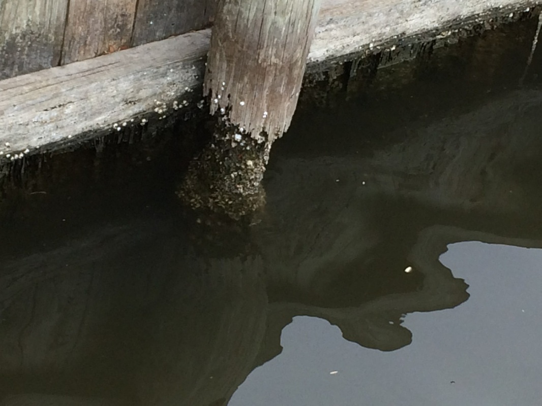 Deep South Marine Restoration project 20 — dock piling repair and restoration