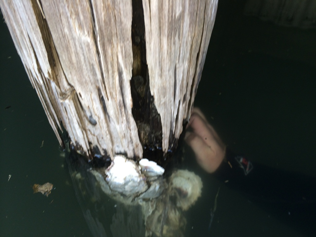Deep South Marine Restoration project 23 — dock piling repair and restoration